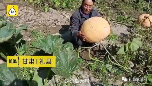 礼县吃瓜网红  第2张